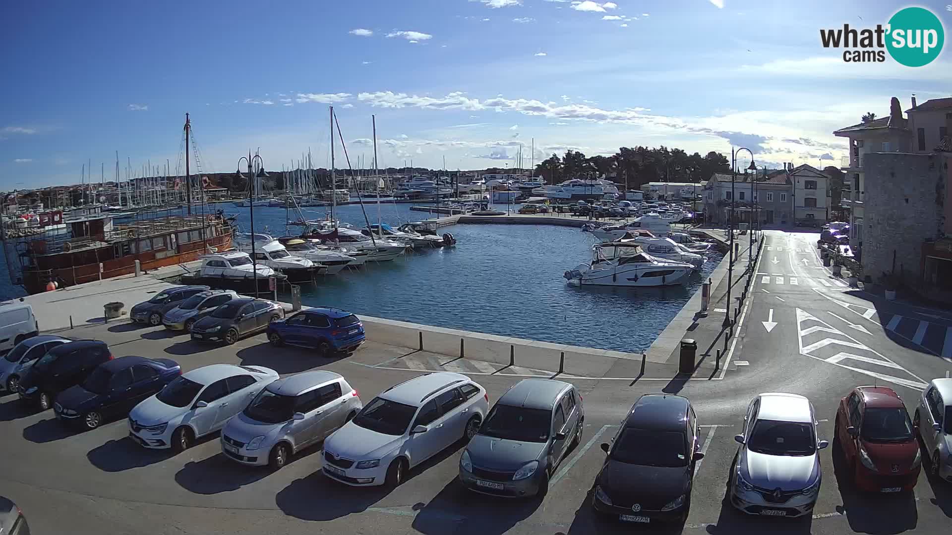 Novigrad | Porporela marina