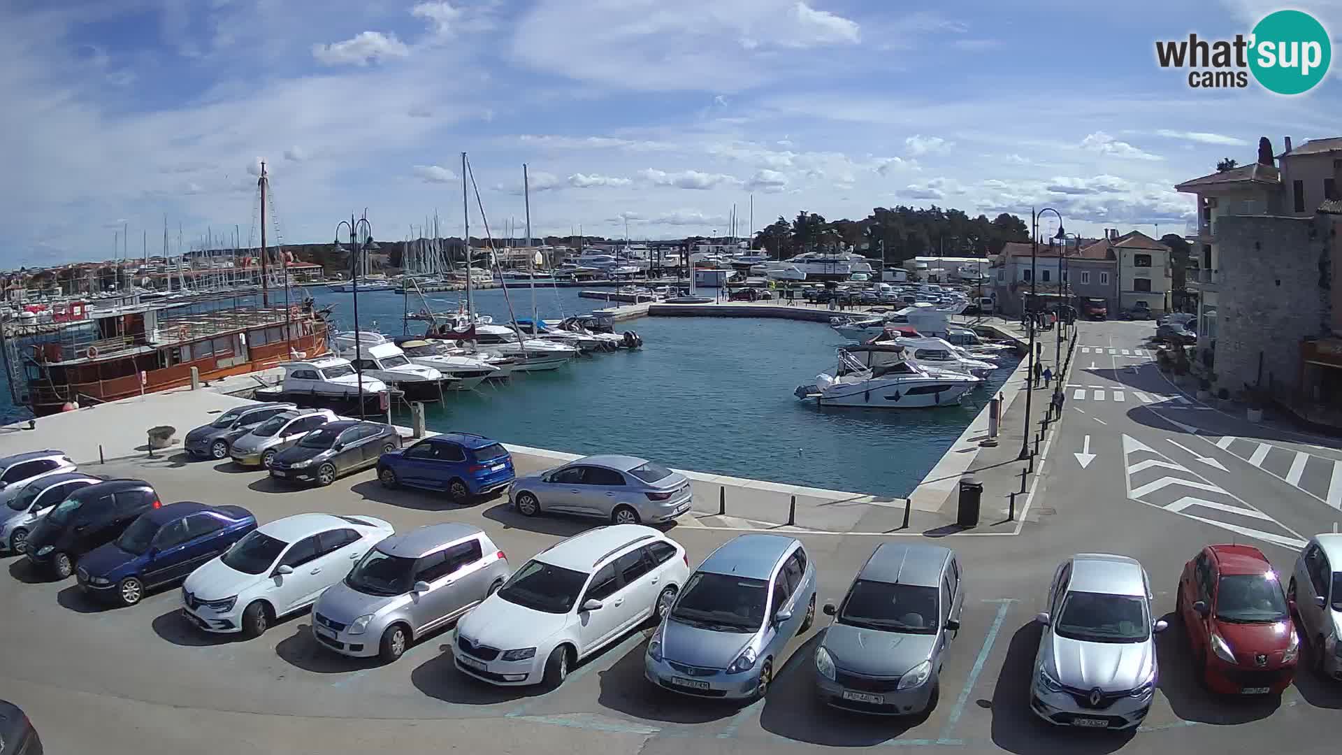 Novigrad | Porporela marina