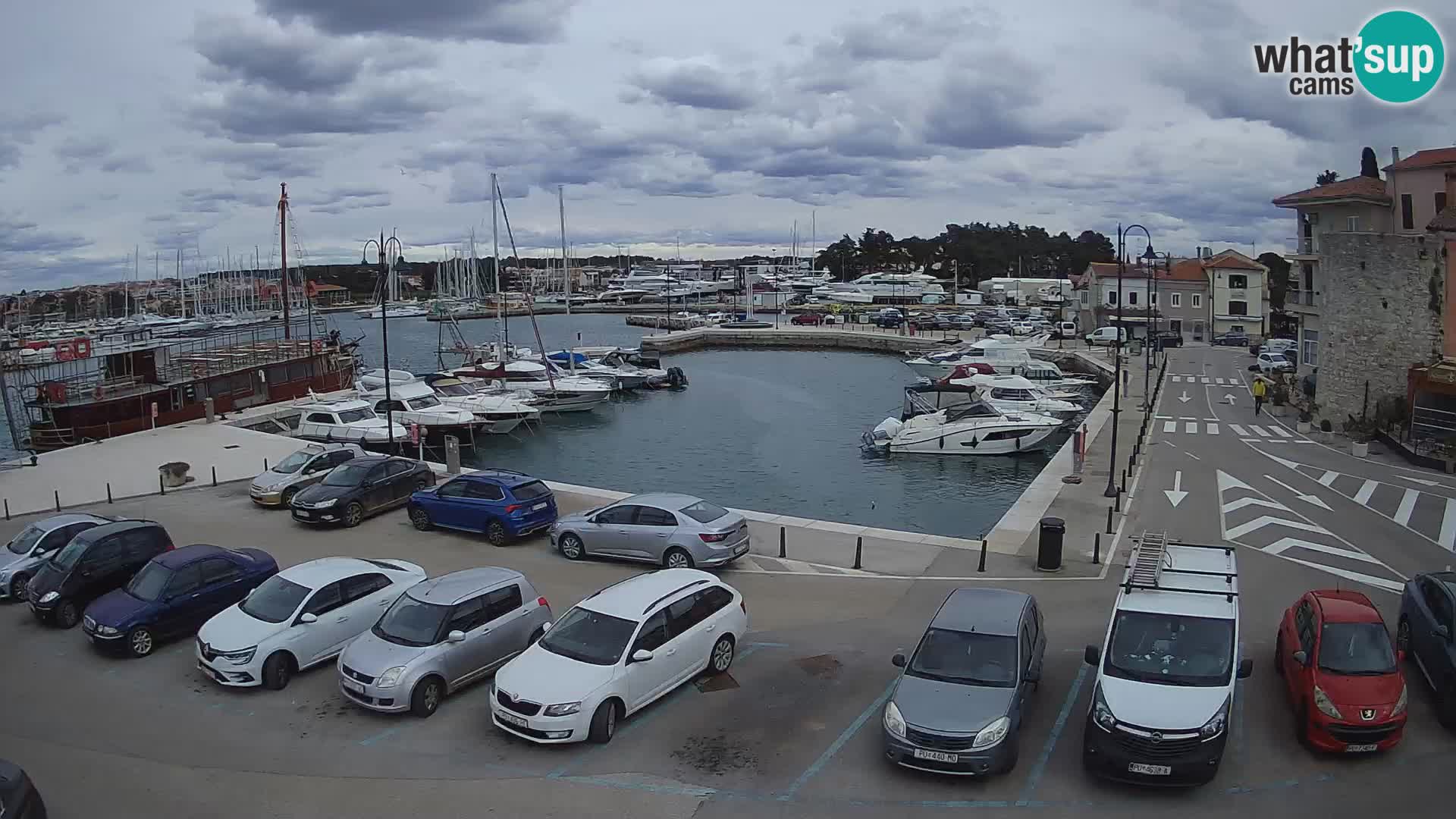 Novigrad | Porporela marina