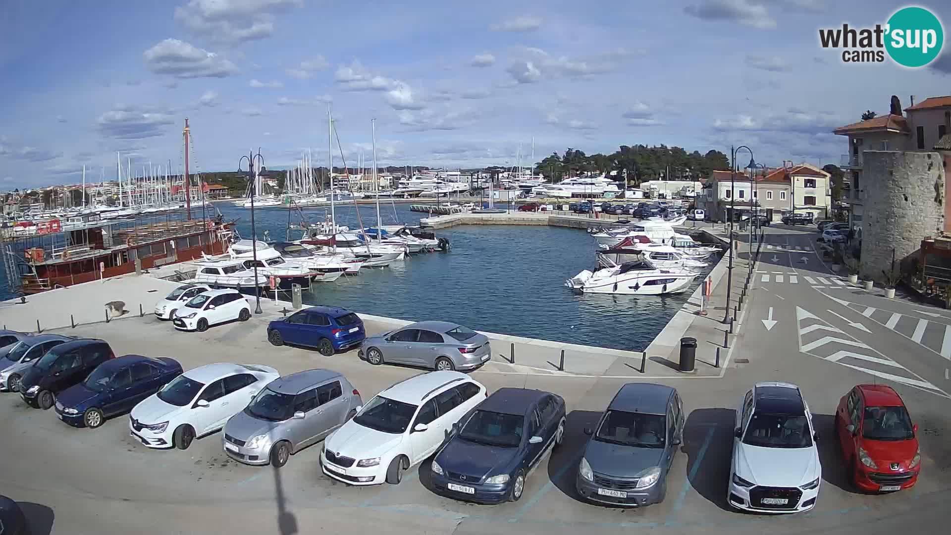 Novigrad | Porporela marina