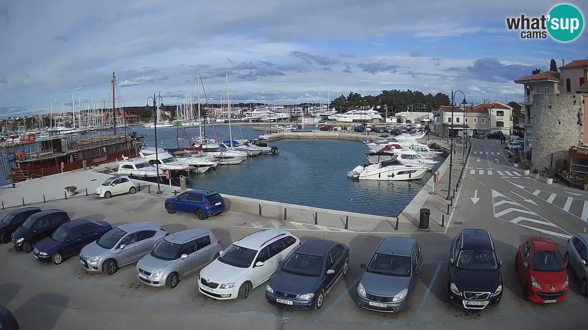 Novigrad | Porporela marina