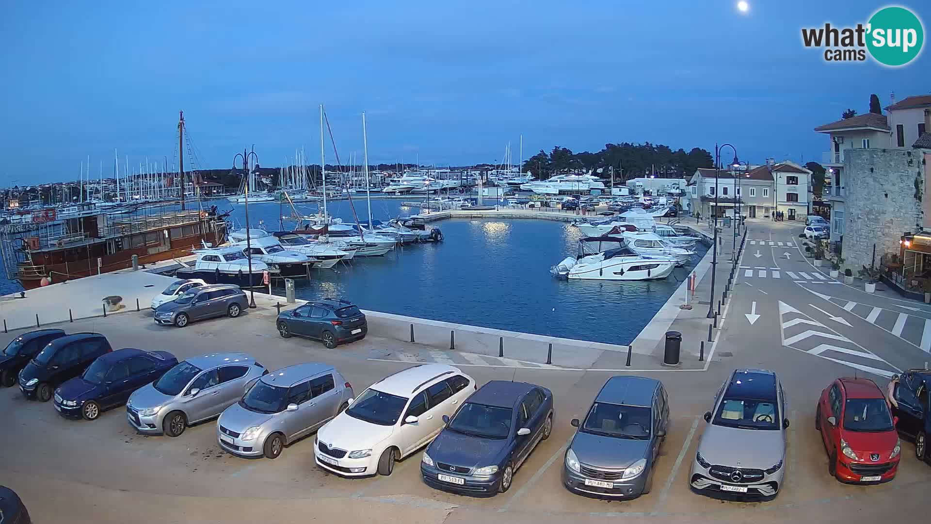 Novigrad | Porporela marina