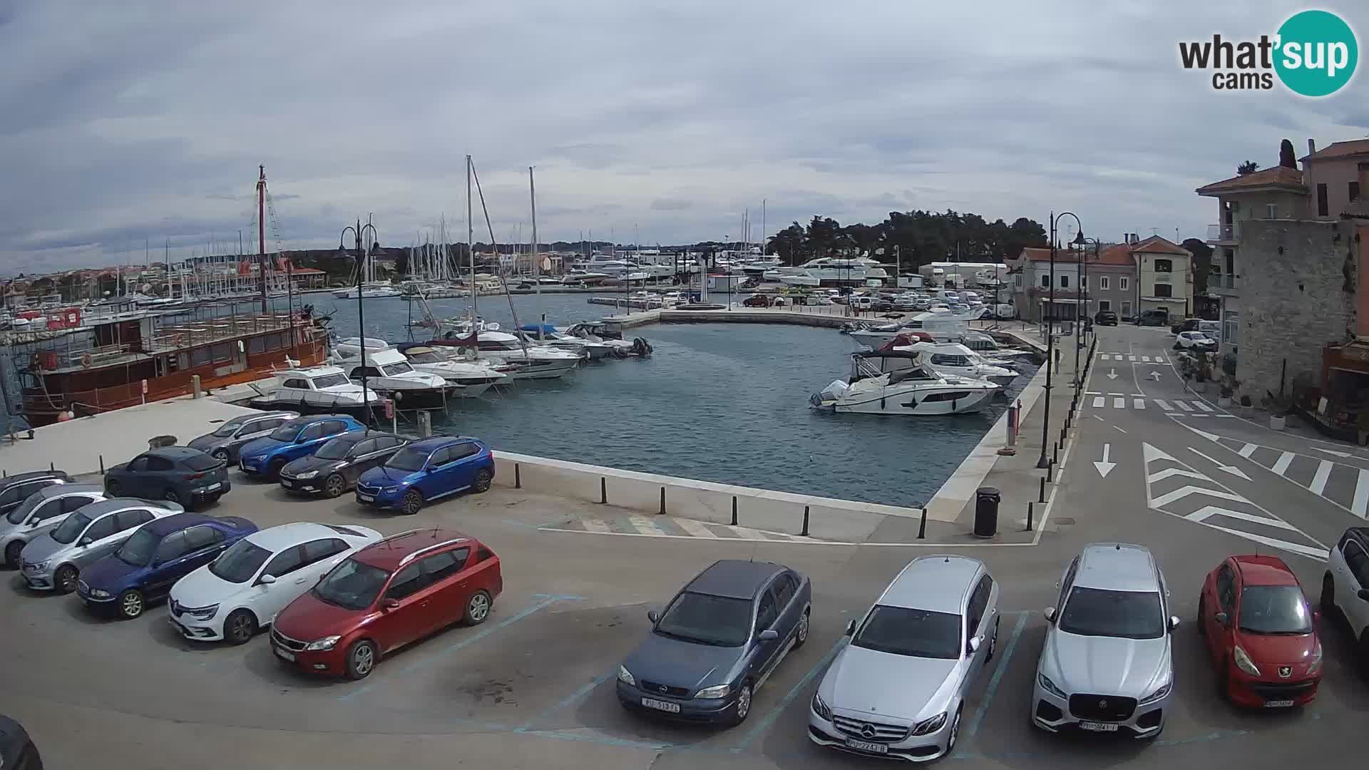 Novigrad | Porporela marina