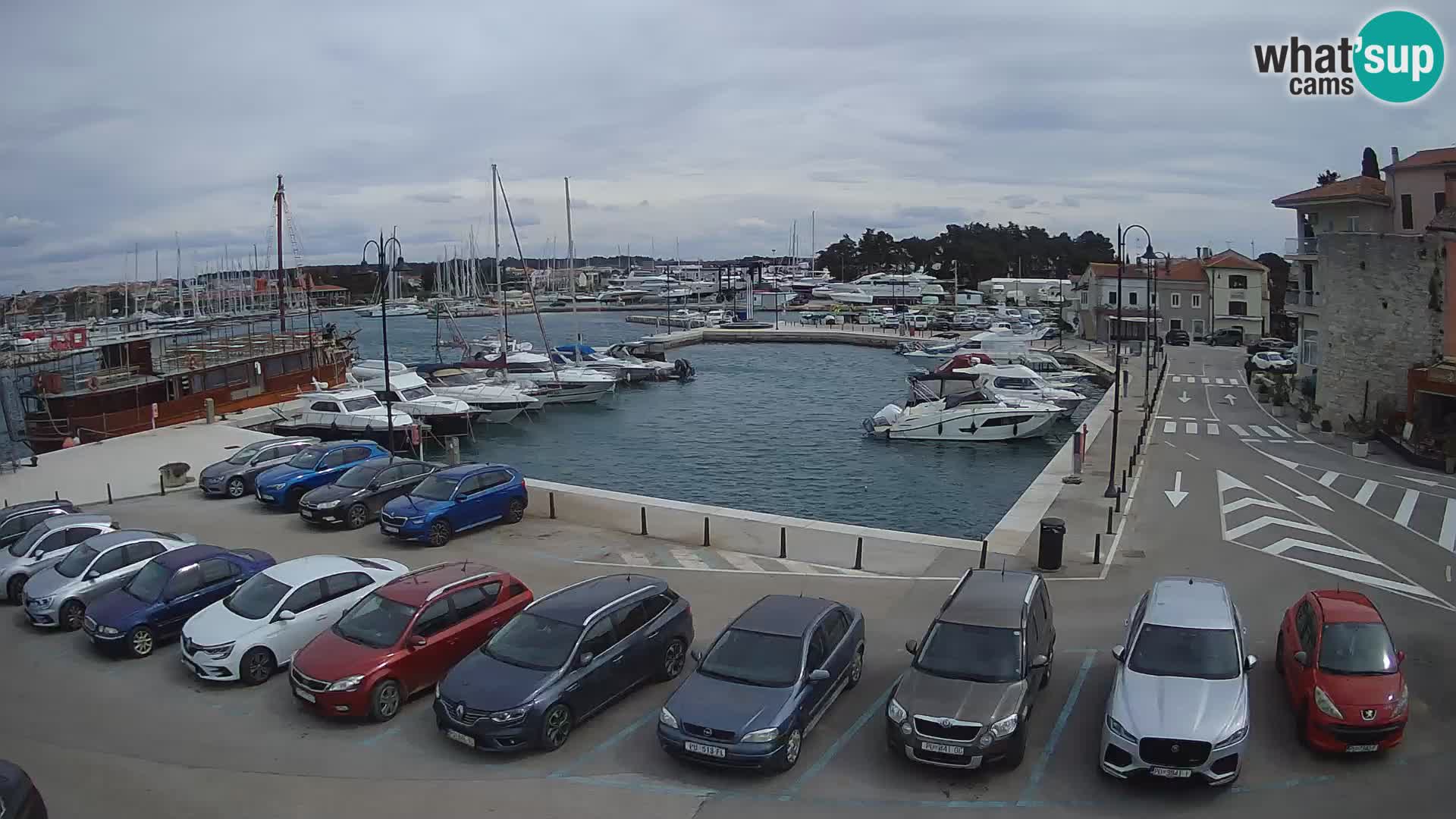 Novigrad | Porporela marina