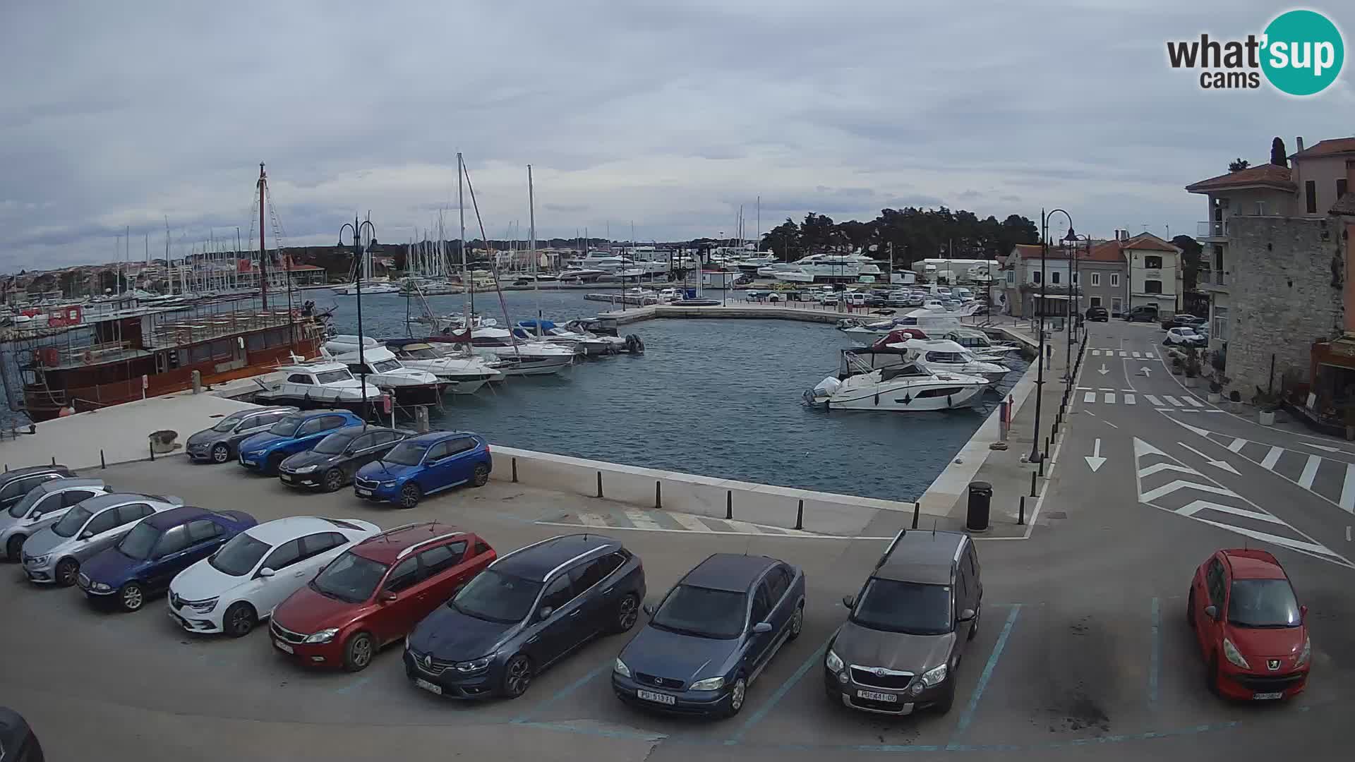 Novigrad | Porporela marina