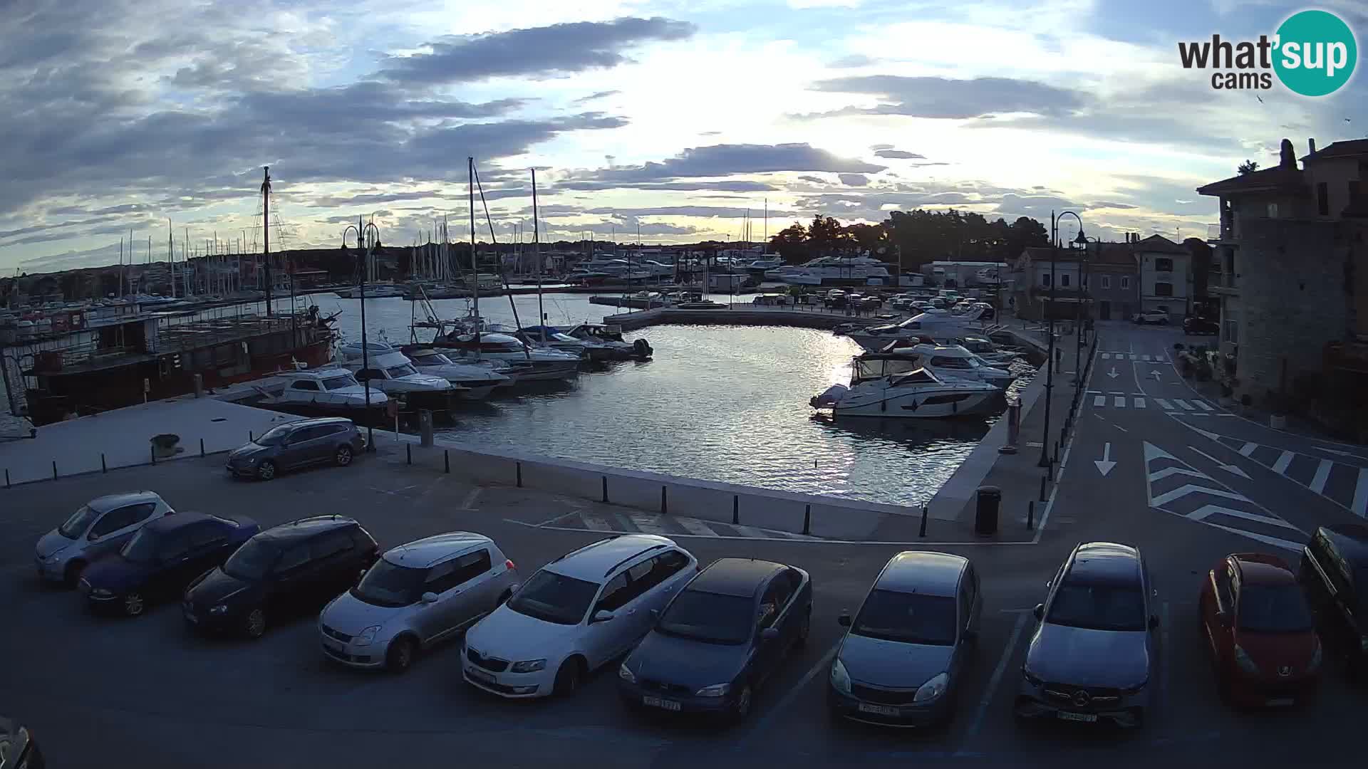 Novigrad | Porporela marina