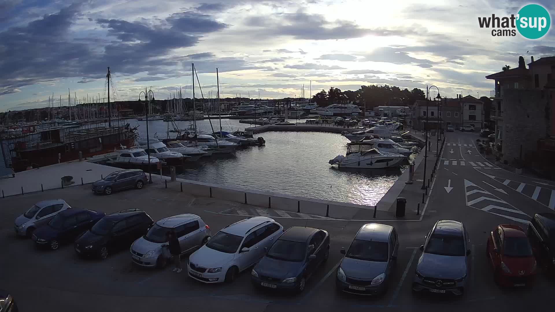 Novigrad | Porporela marina