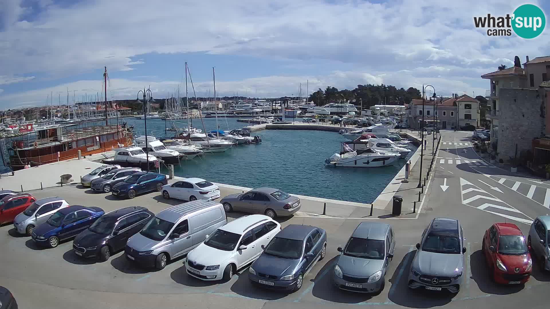 Novigrad | Porporela marina
