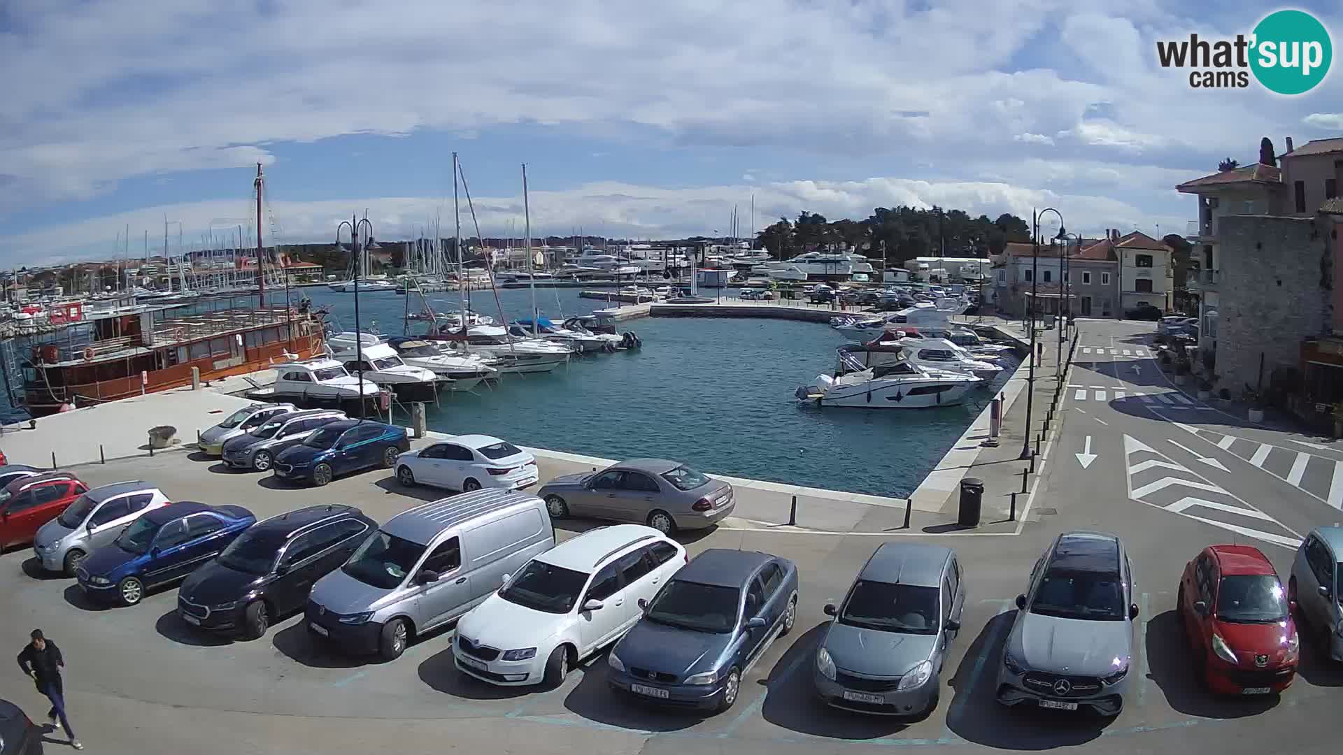 Novigrad | Porporela marina