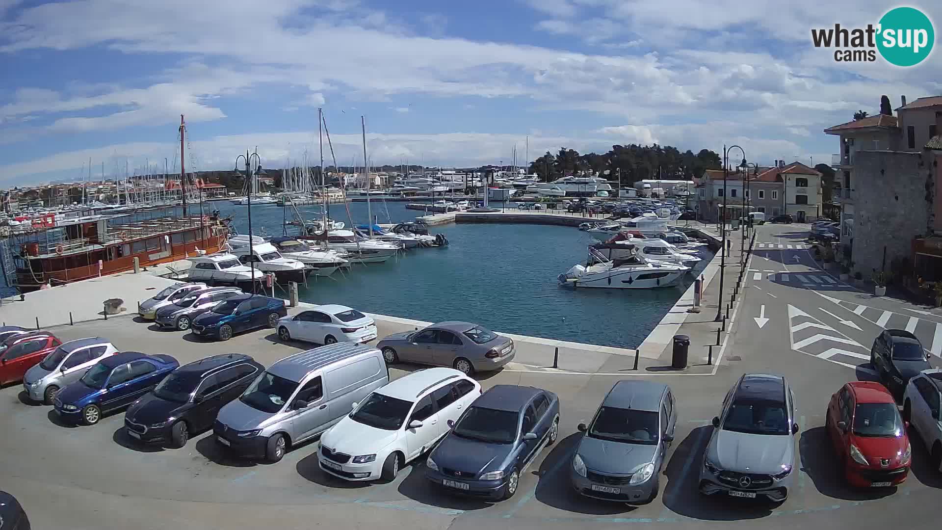 Novigrad | Porporela marina