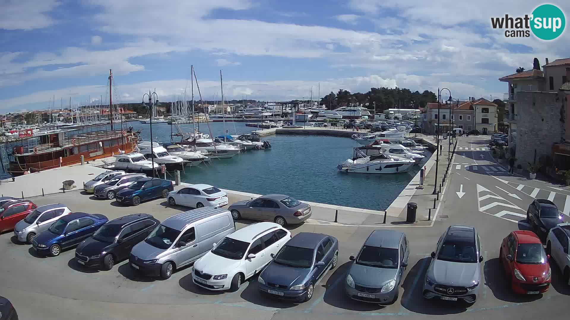 Novigrad | Porporela marina