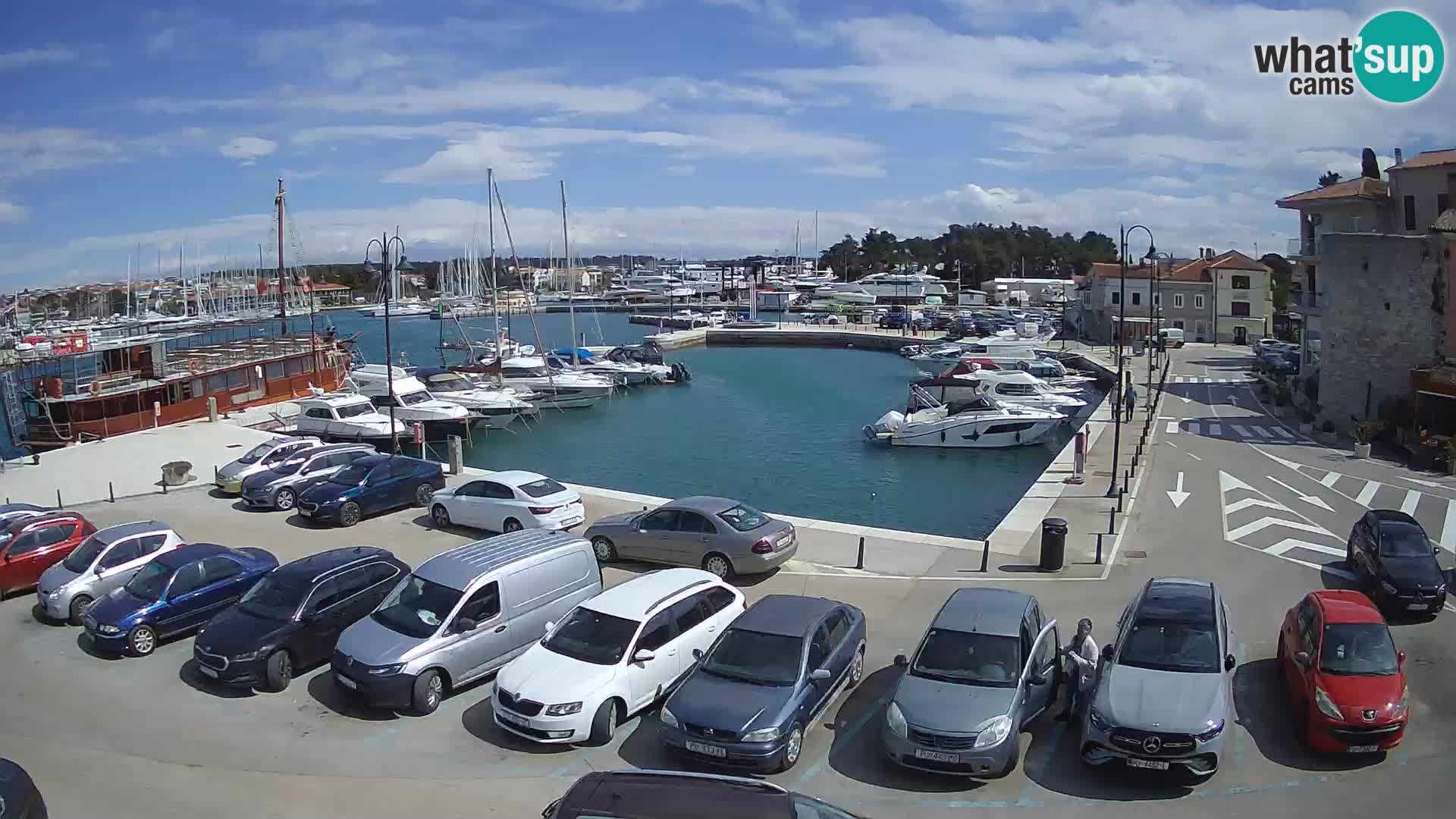 Novigrad | Porporela marina
