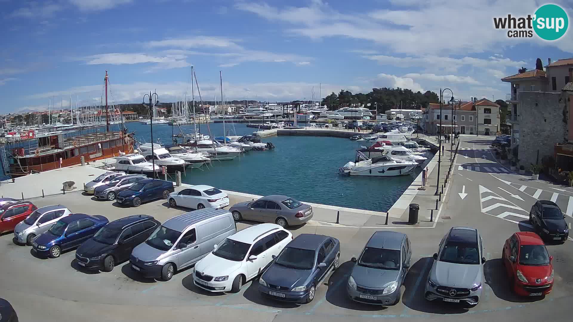 Novigrad | Porporela marina