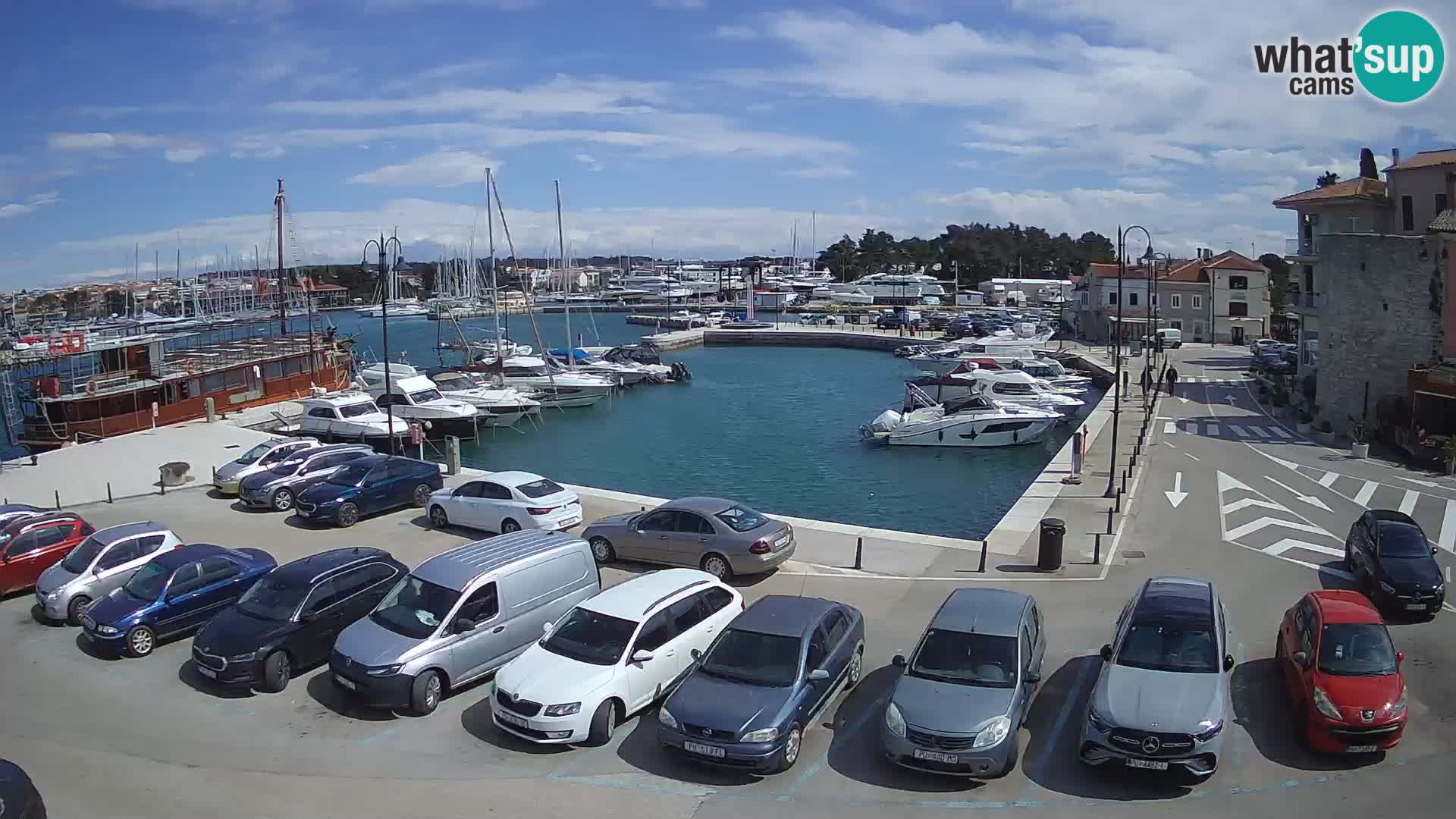 Novigrad | Porporela marina