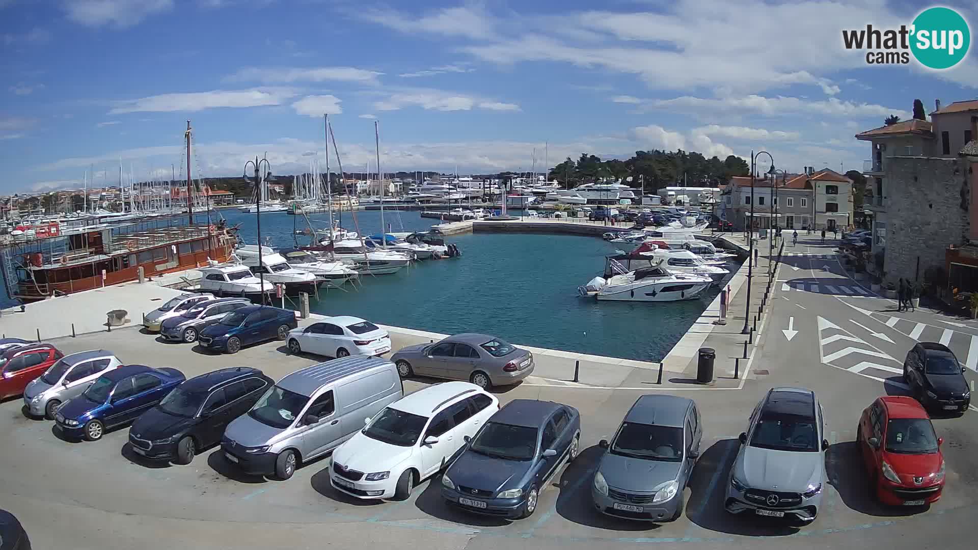 Novigrad | Porporela marina