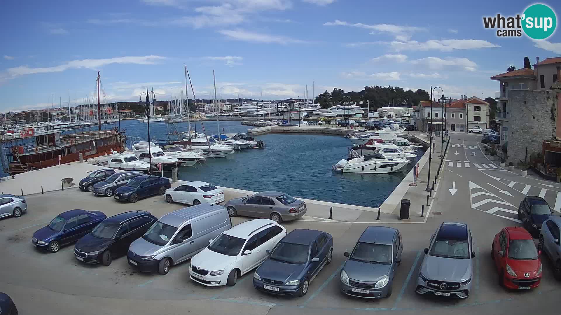 Novigrad | Porporela marina