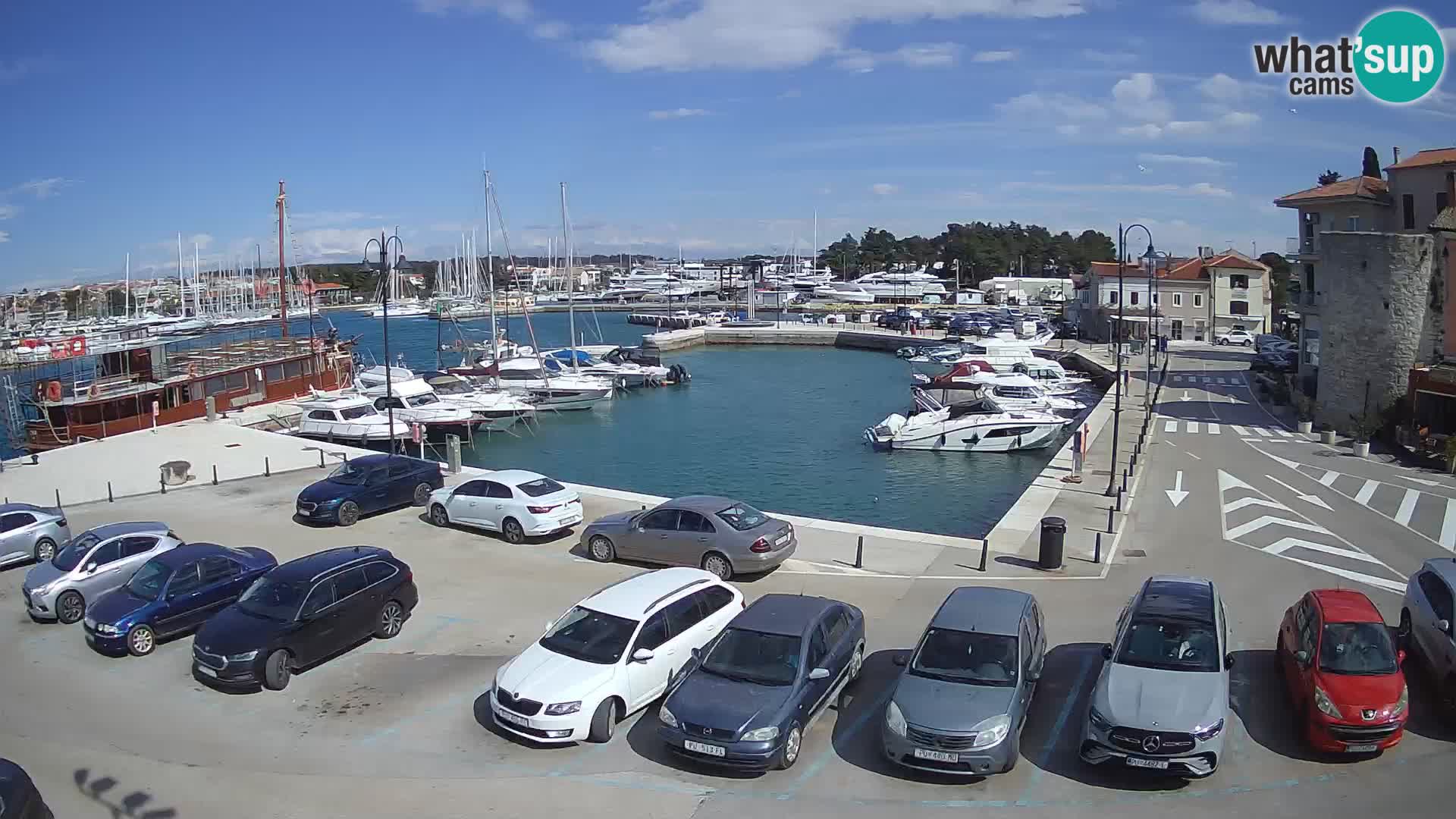 Novigrad | Porporela marina