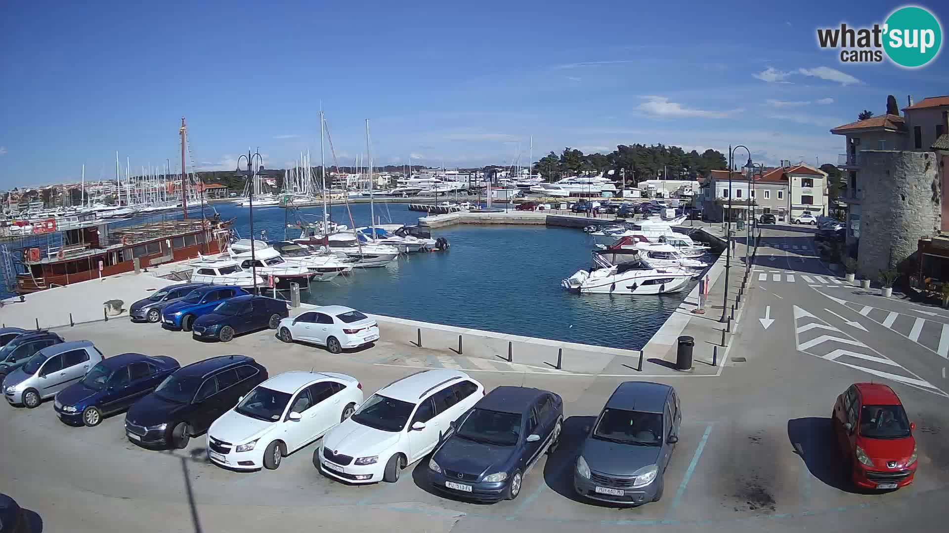 Novigrad | Porporela marina