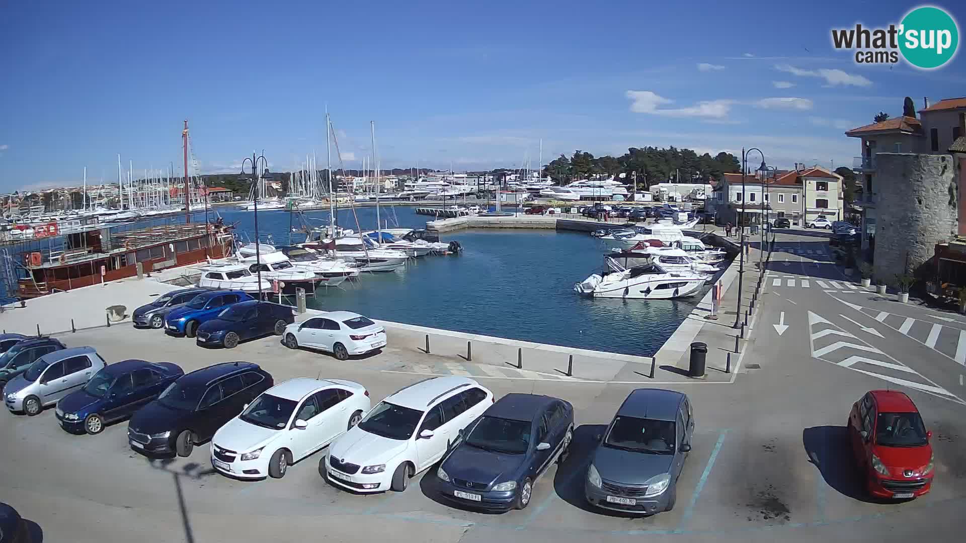 Novigrad | Porporela marina