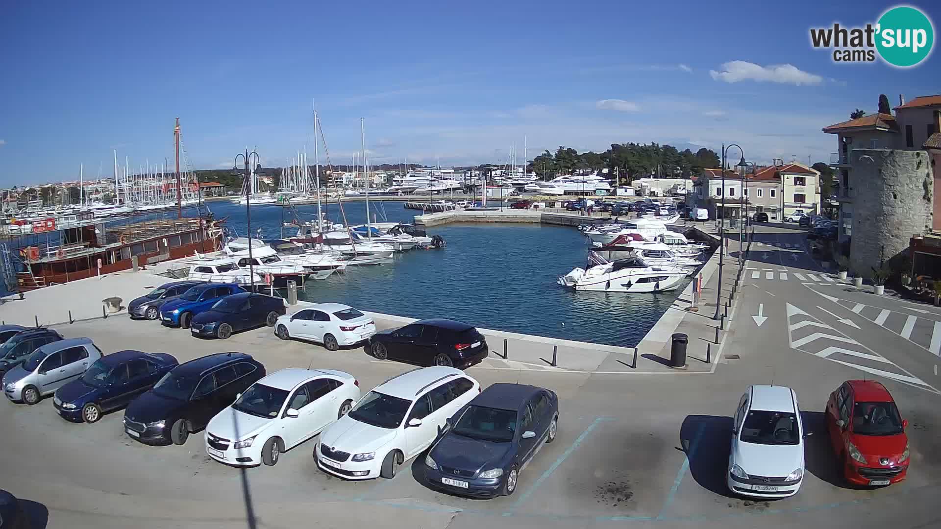 Novigrad | Porporela marina