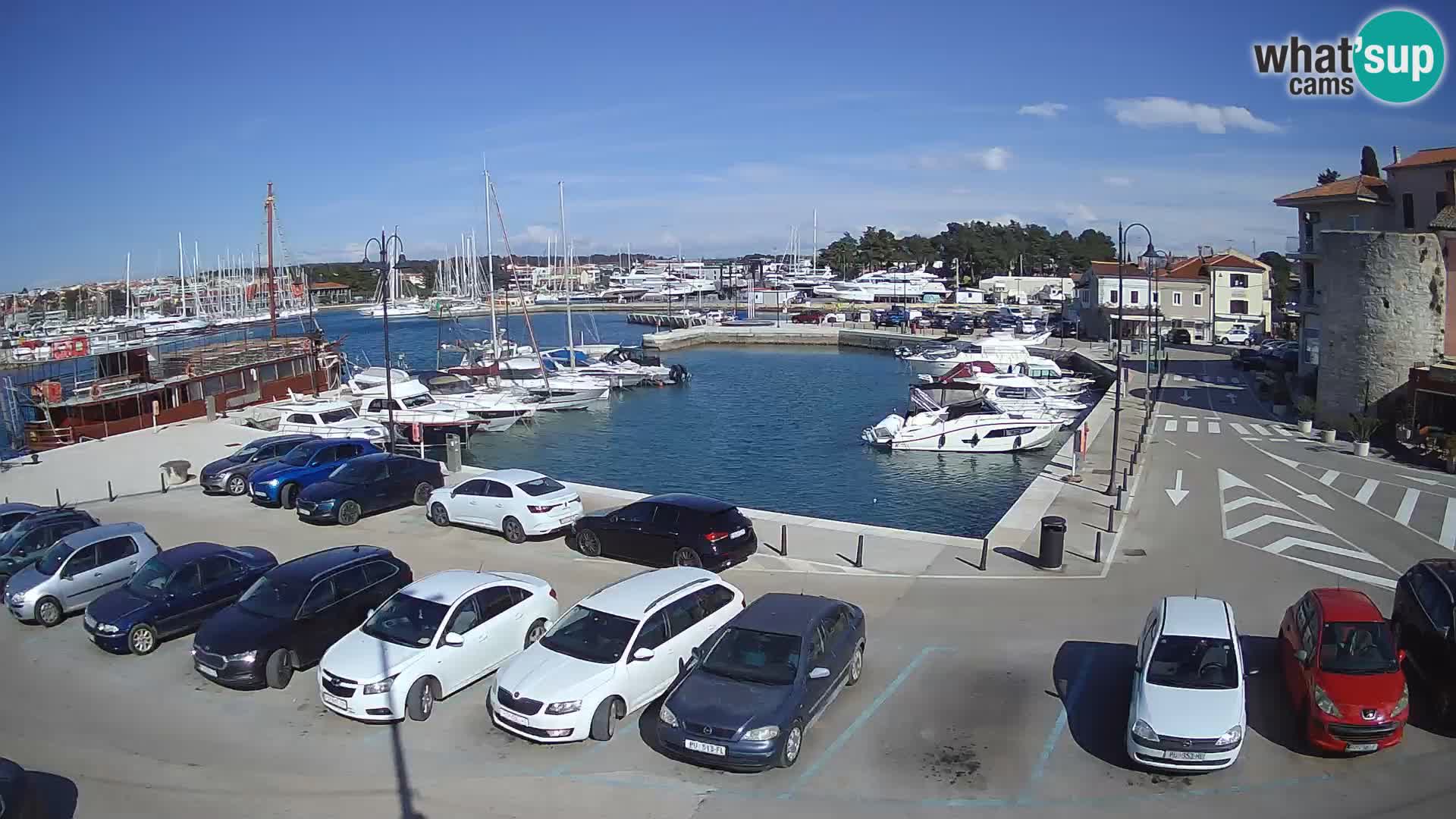 Novigrad | Porporela marina