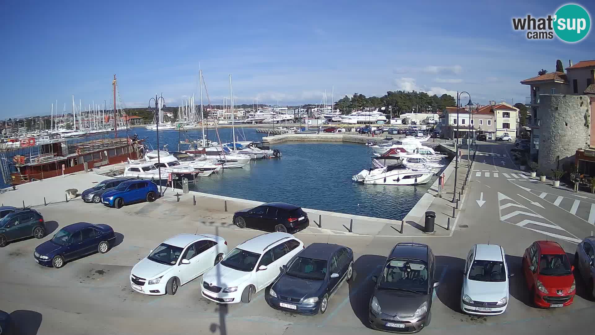 Novigrad | Porporela marina