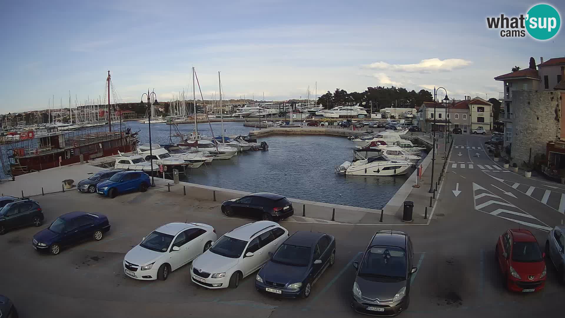 Novigrad | Porporela marina