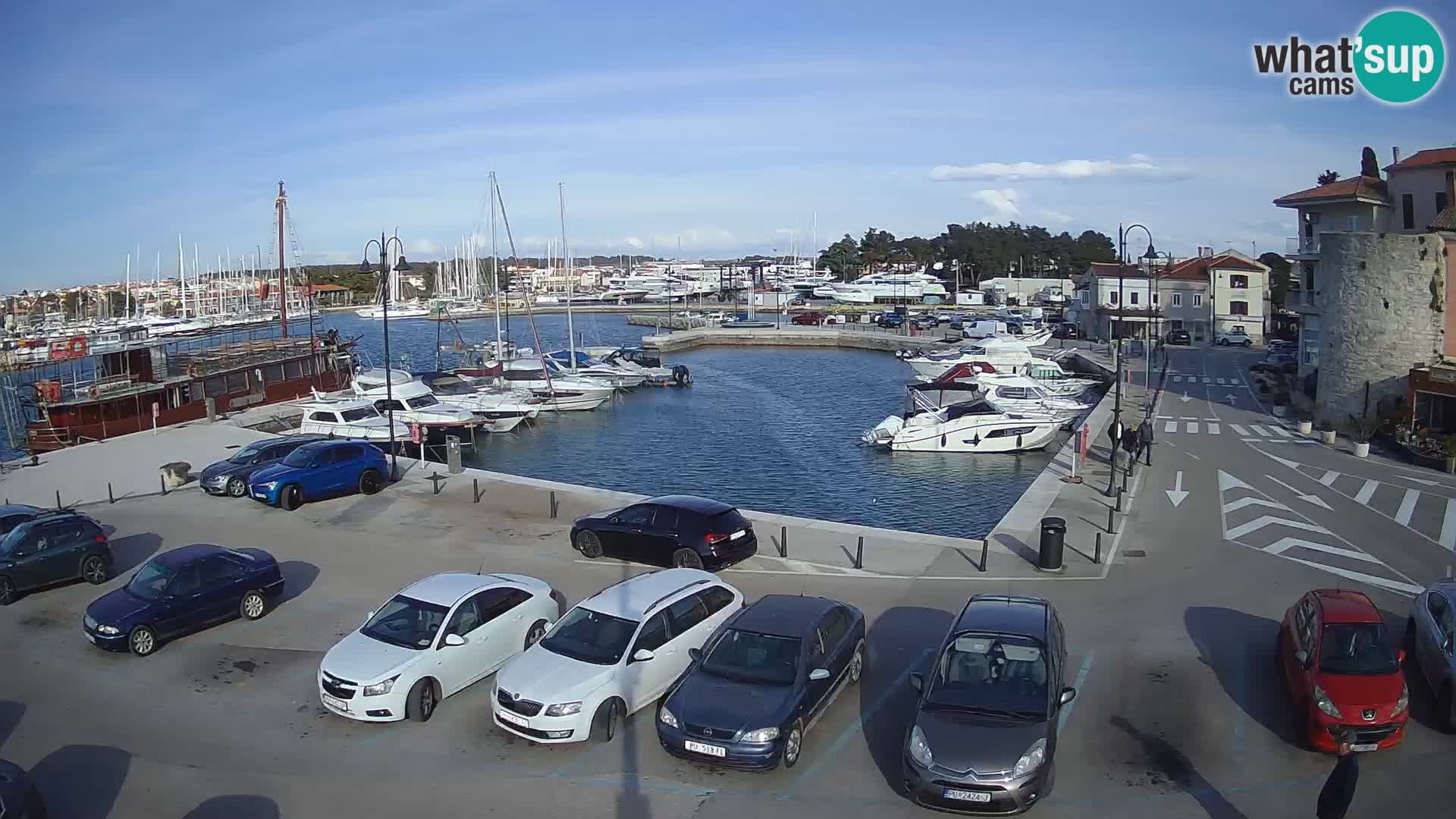 Novigrad | Porporela marina