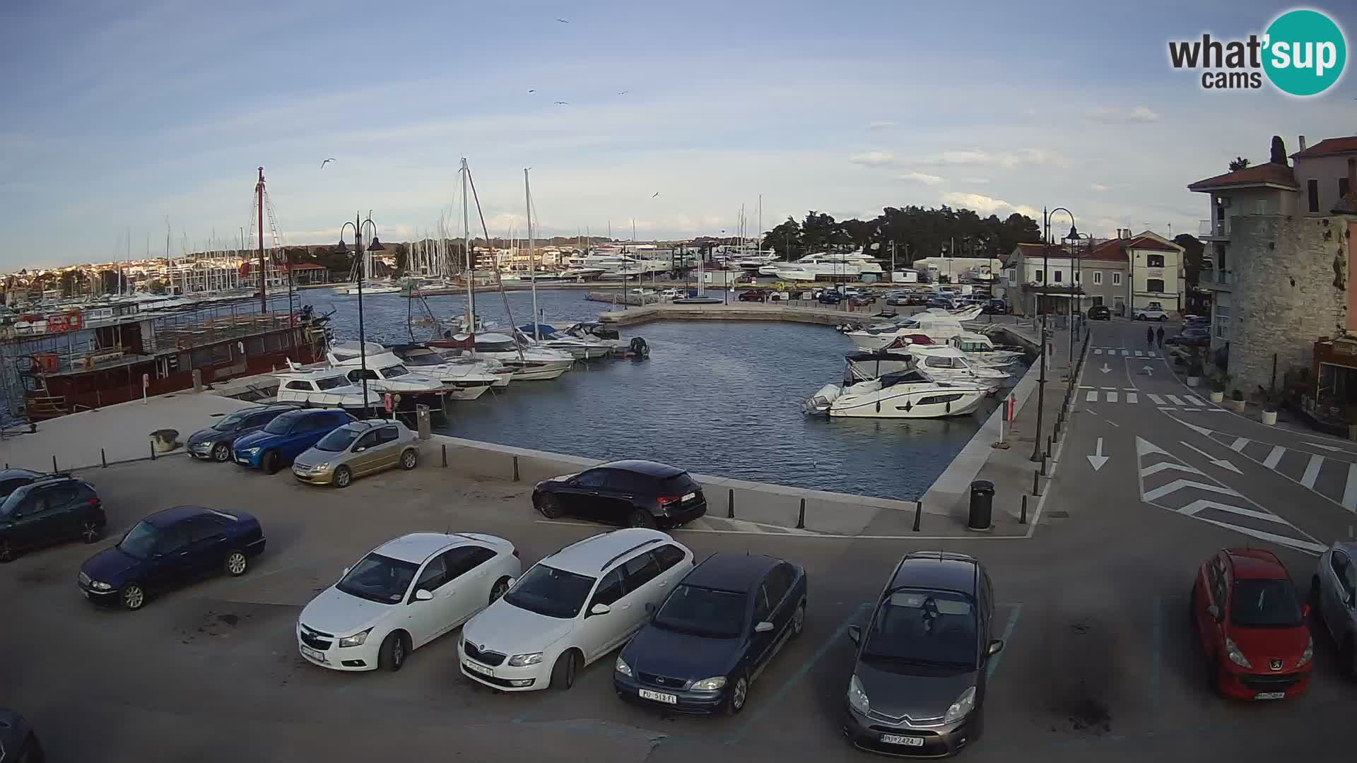 Novigrad | Porporela marina