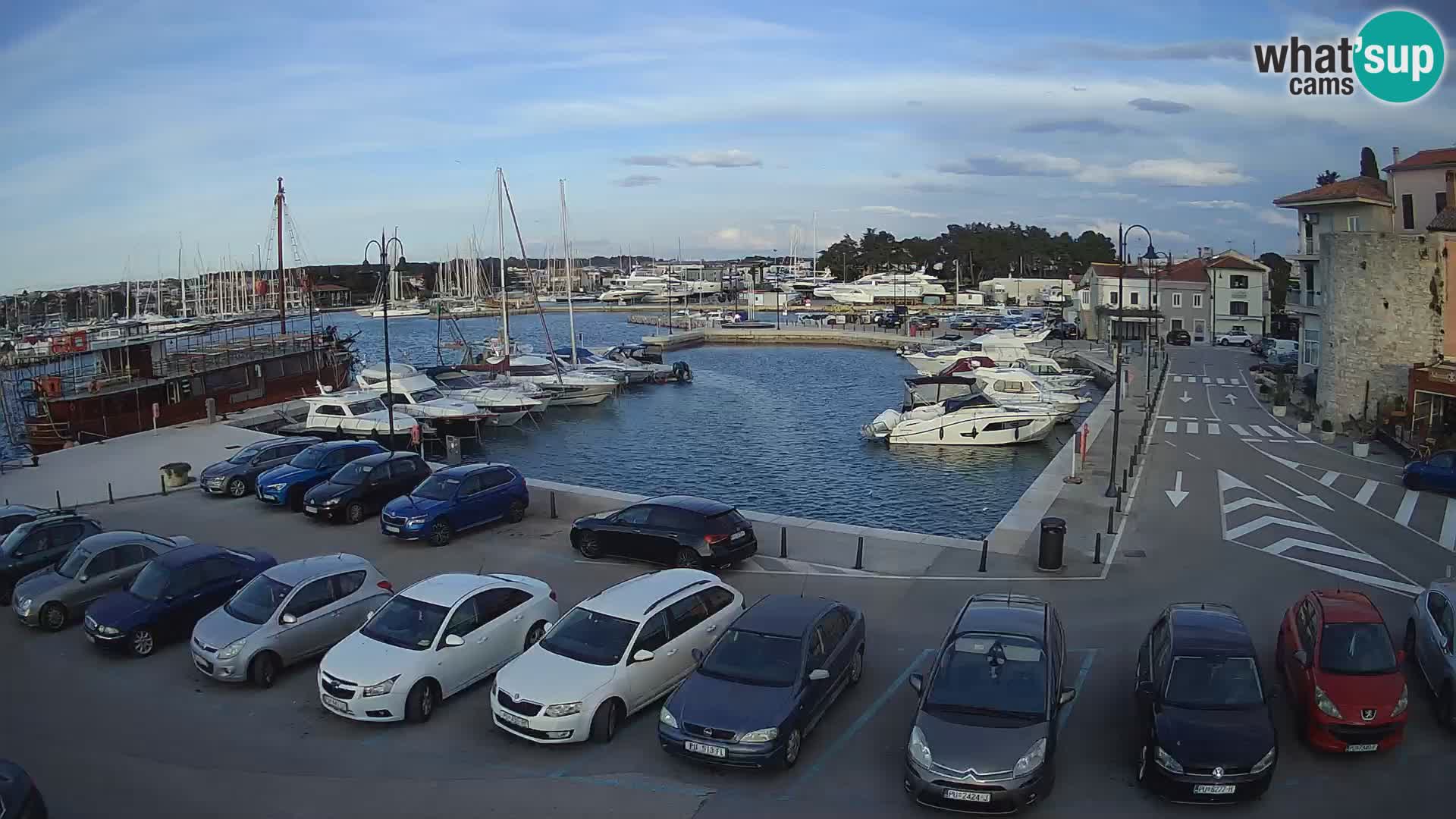 Novigrad | Porporela marina