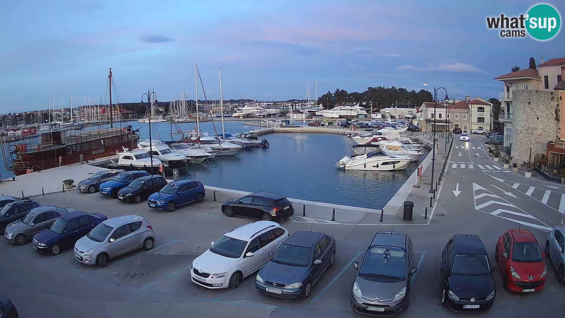 Novigrad | Porporela marina