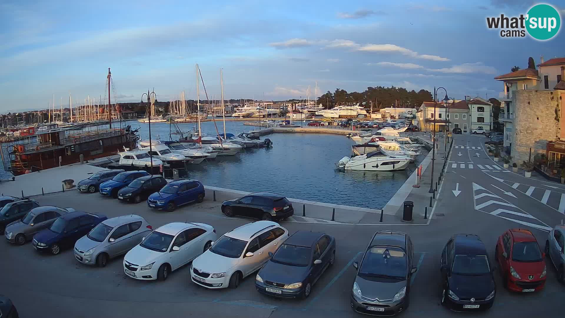 Novigrad | Porporela marina