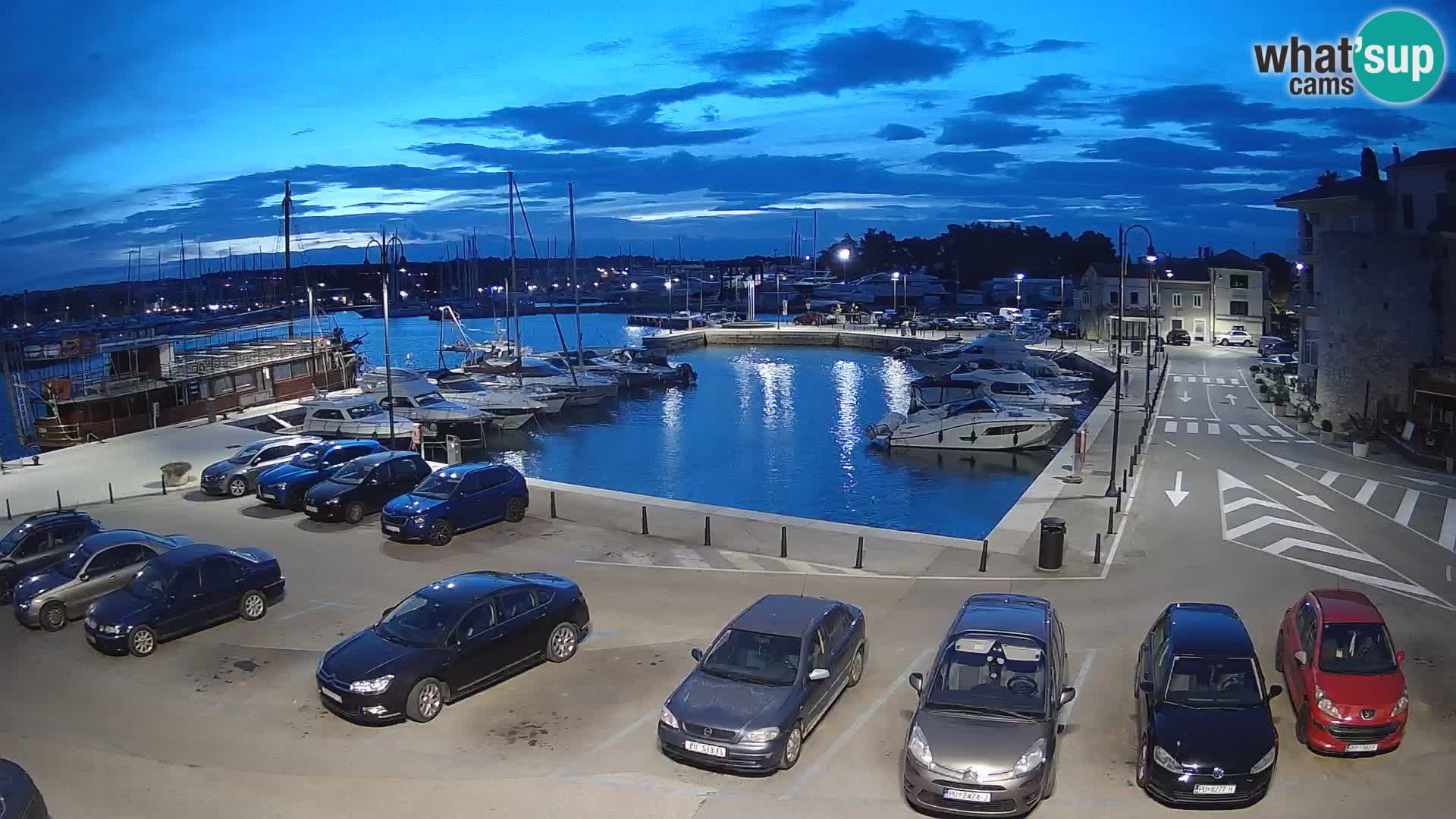 Novigrad | Porporela marina