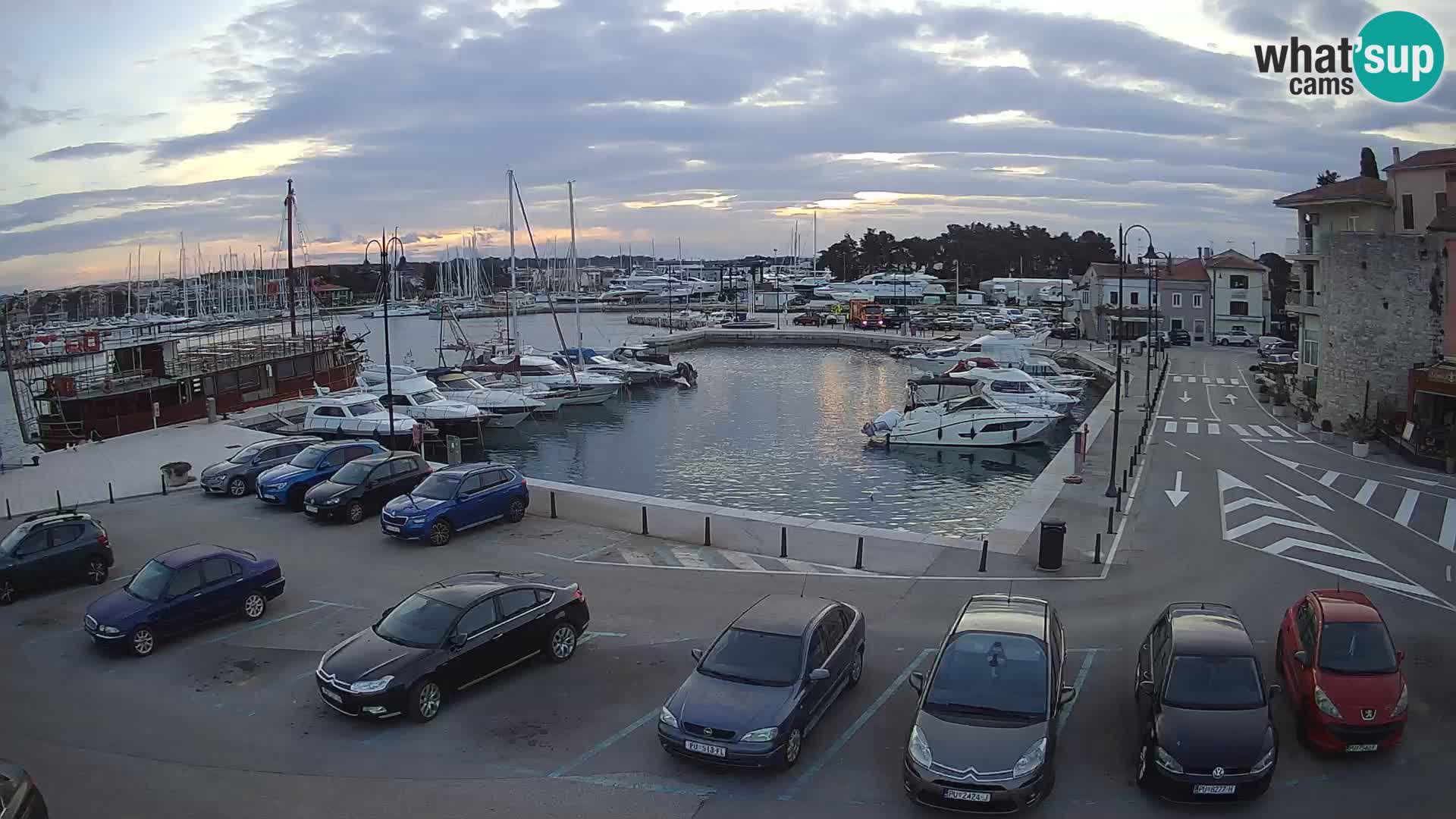 Novigrad | Porporela marina