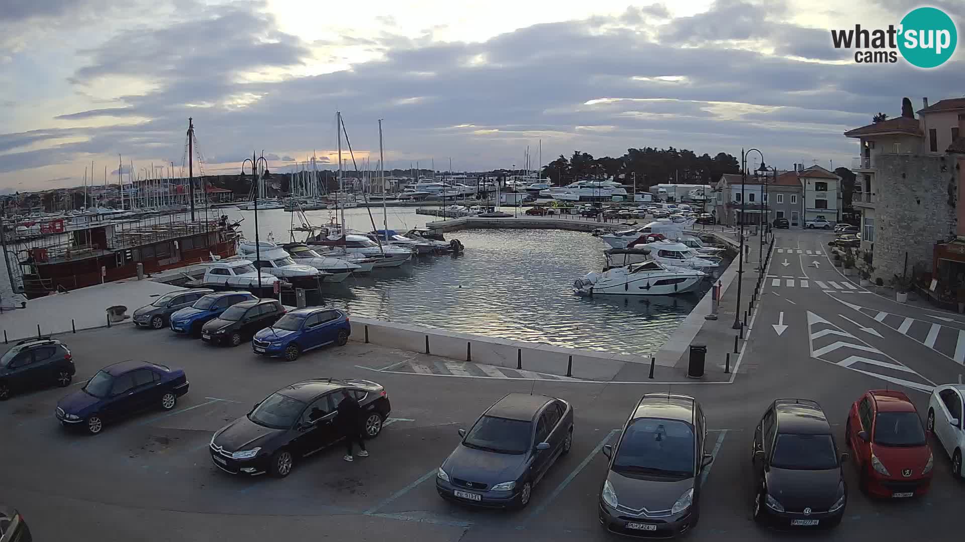 Novigrad | Porporela marina