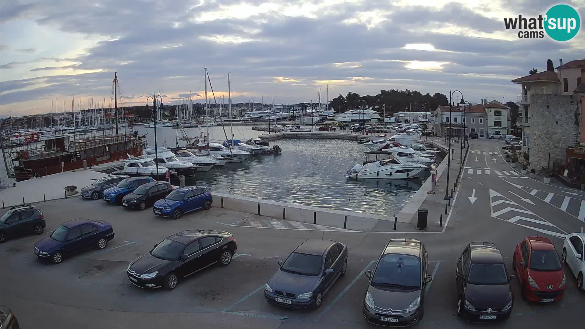 Novigrad | Porporela marina