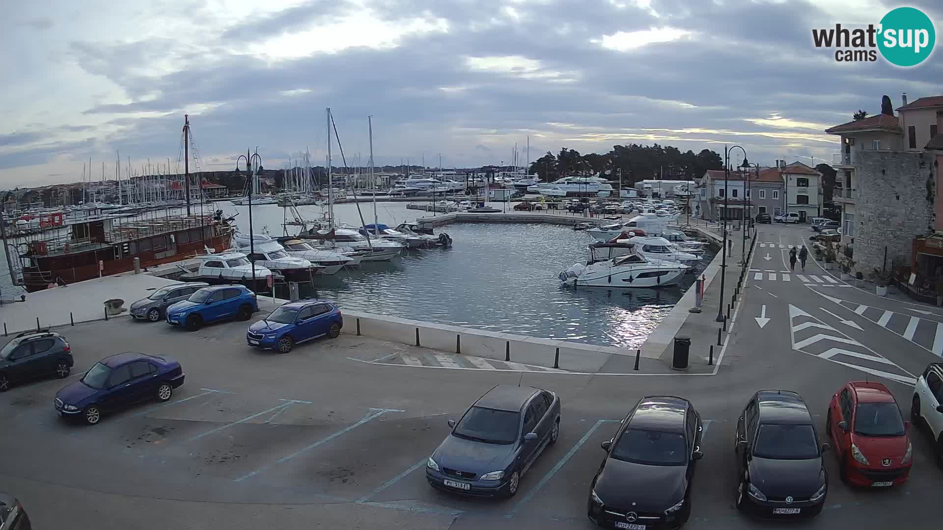 Novigrad | Porporela marina