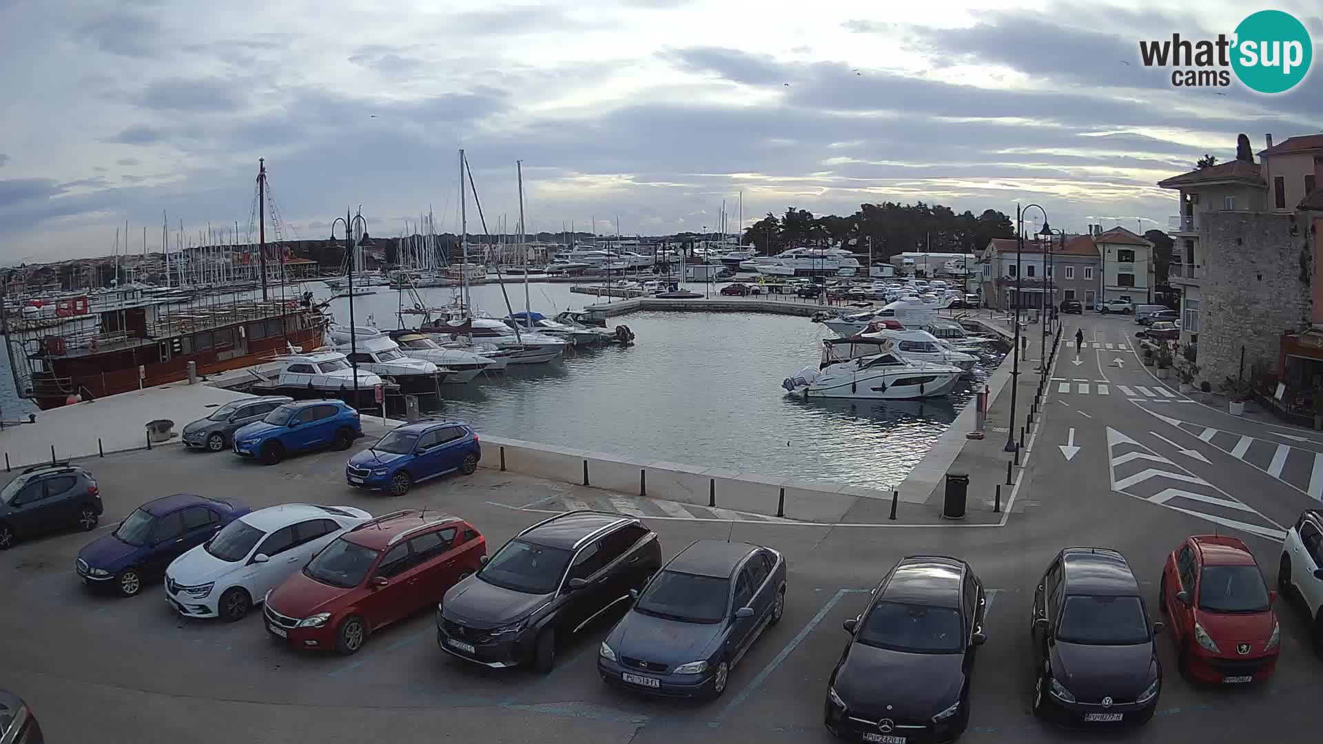 Novigrad | Porporela marina