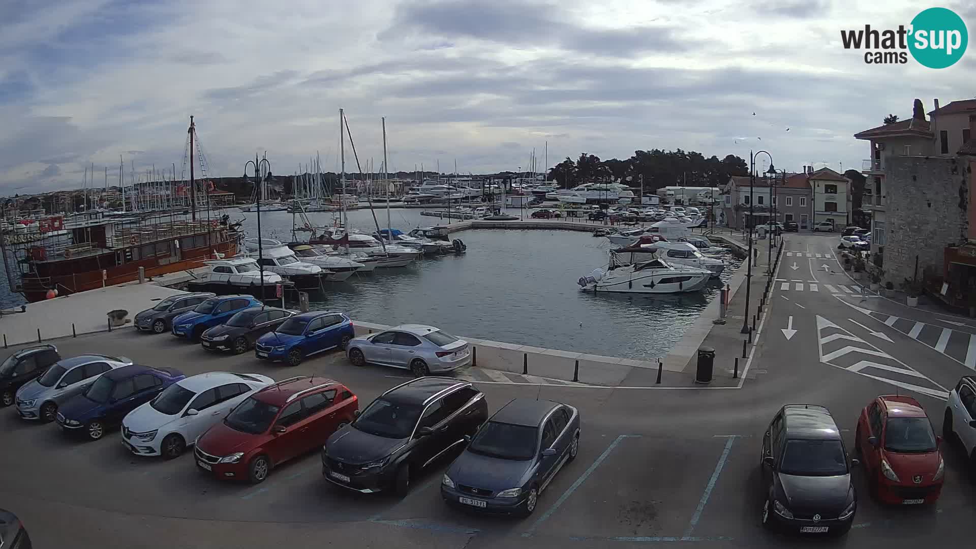 Novigrad | Porporela marina