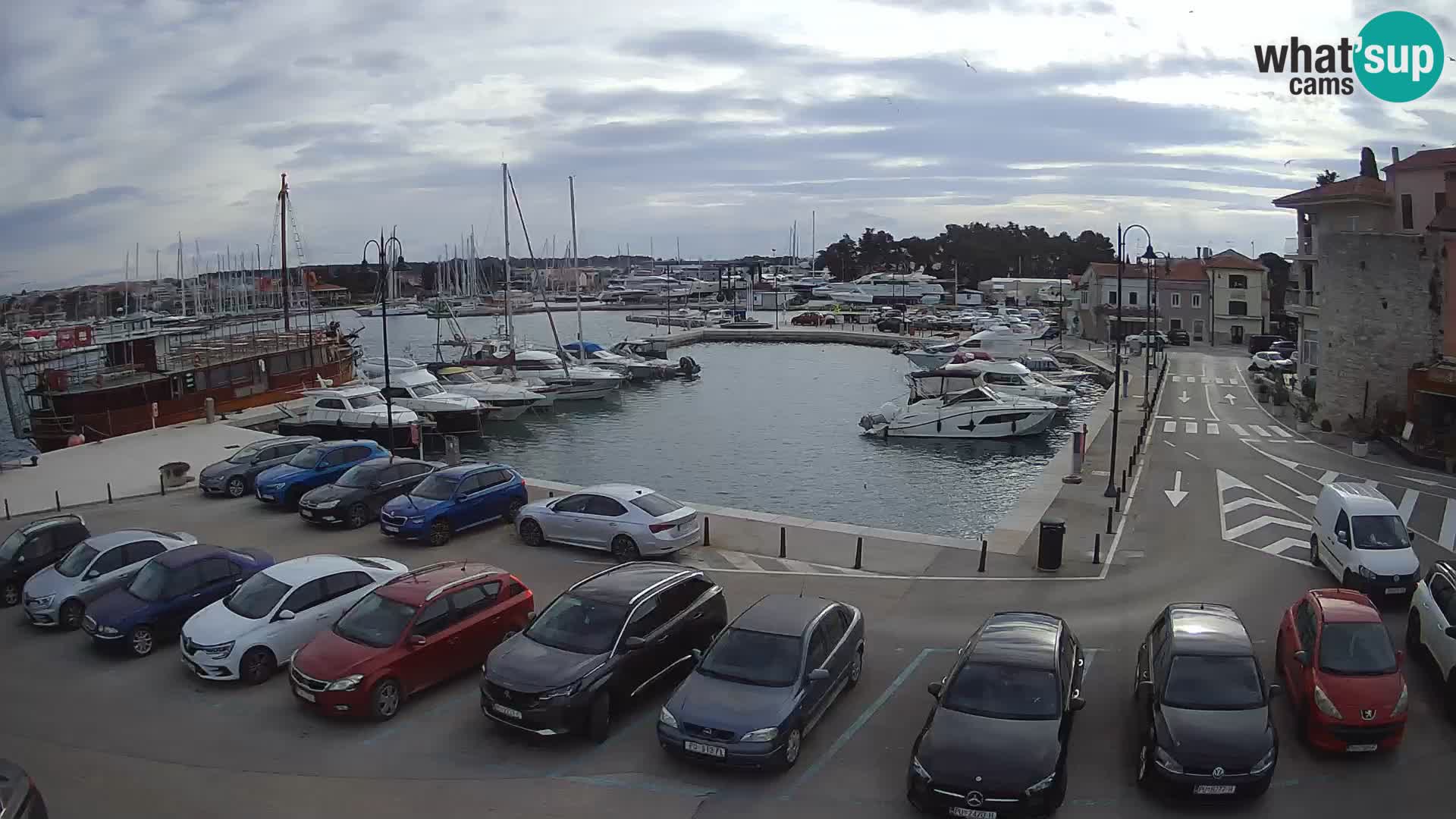 Novigrad | Porporela marina