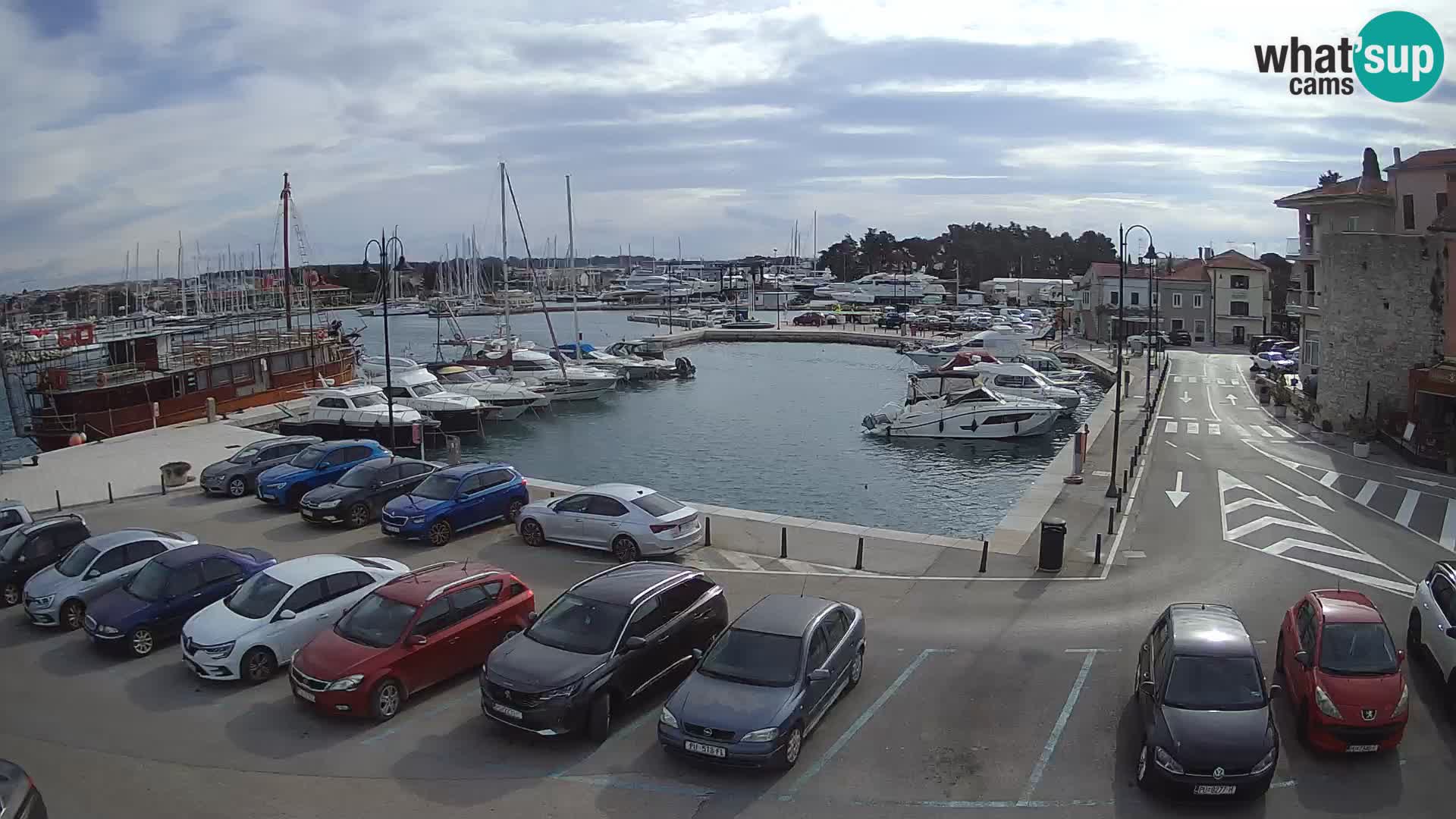 Novigrad | Porporela marina