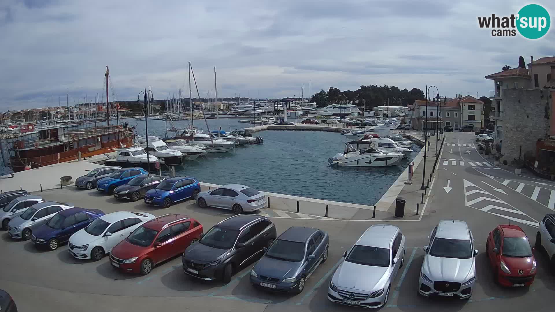 Novigrad | Porporela marina