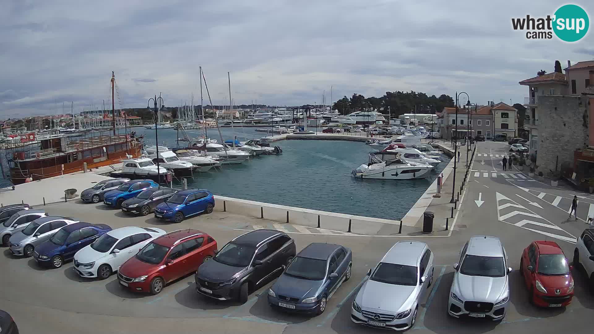 Novigrad | Porporela marina