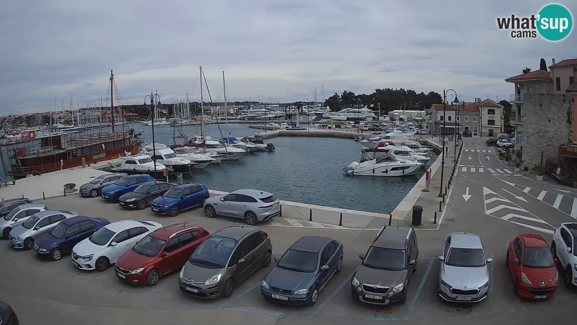 Novigrad | Porporela marina