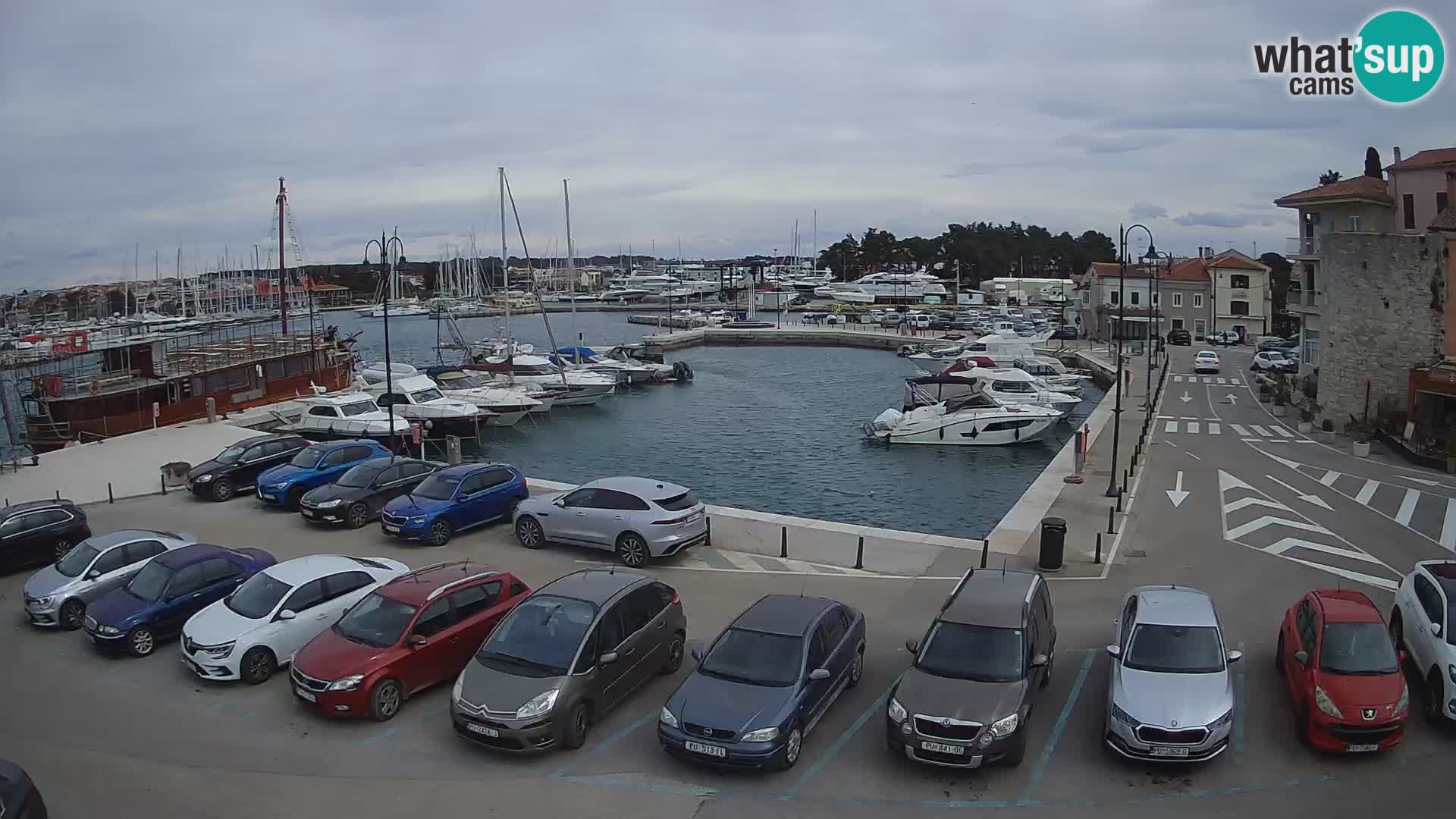 Novigrad | Porporela marina