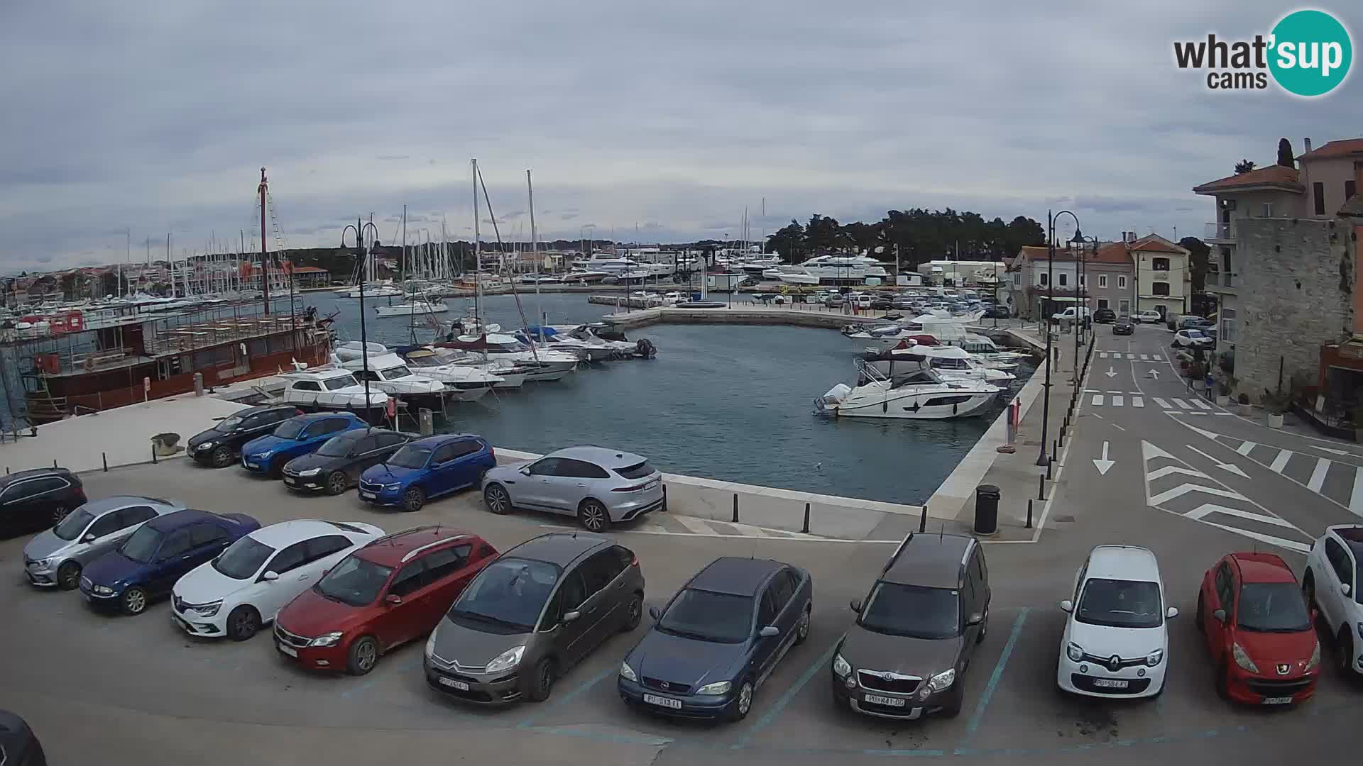 Novigrad | Porporela marina