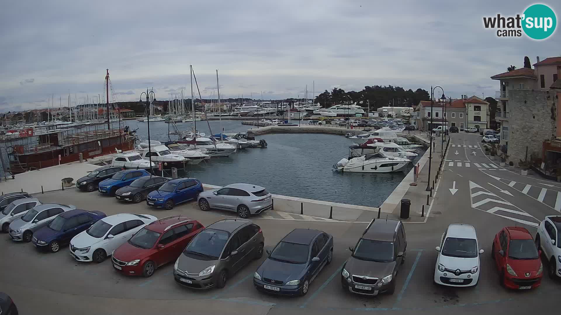 Novigrad | Porporela marina