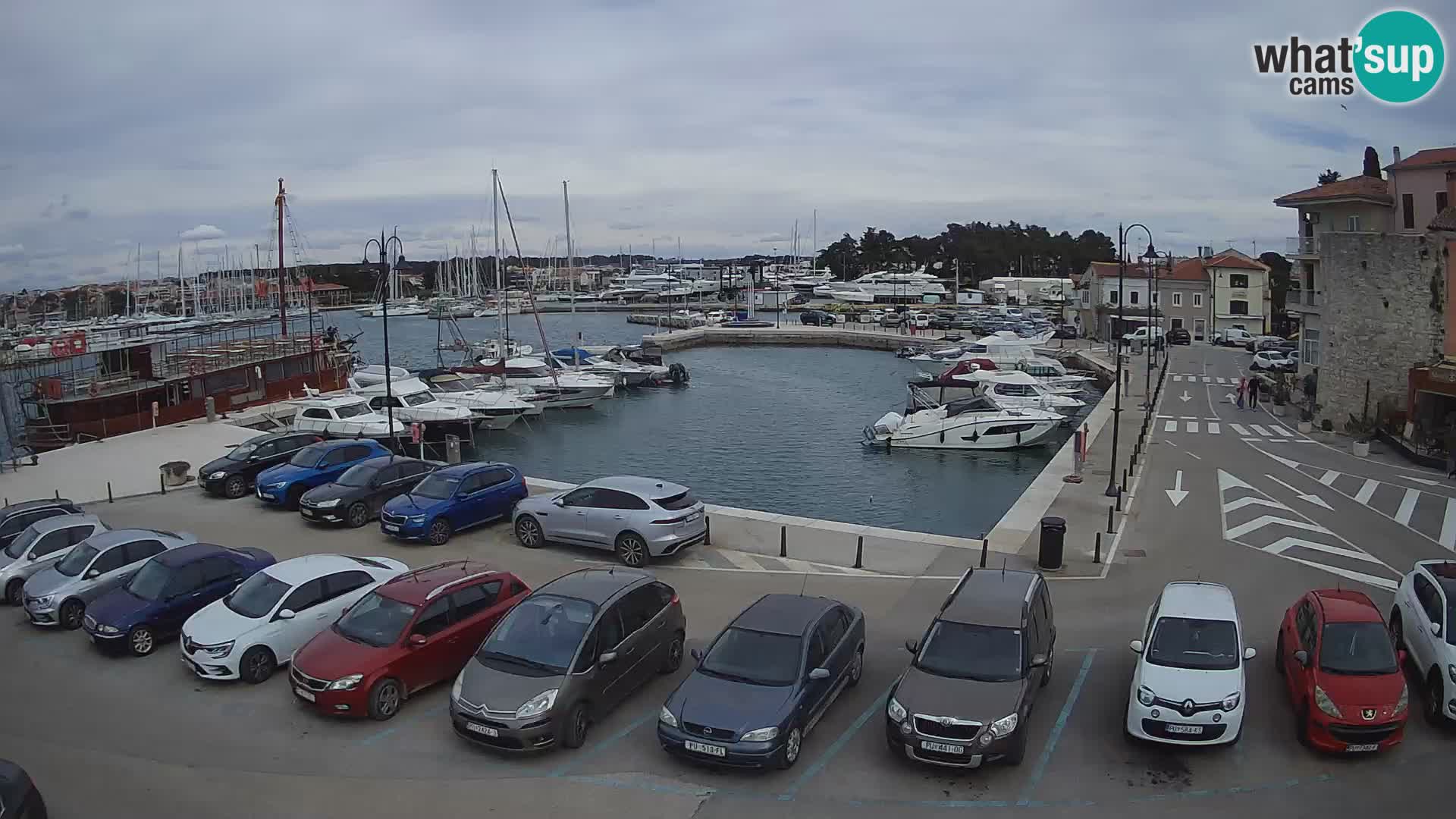 Novigrad | Porporela marina