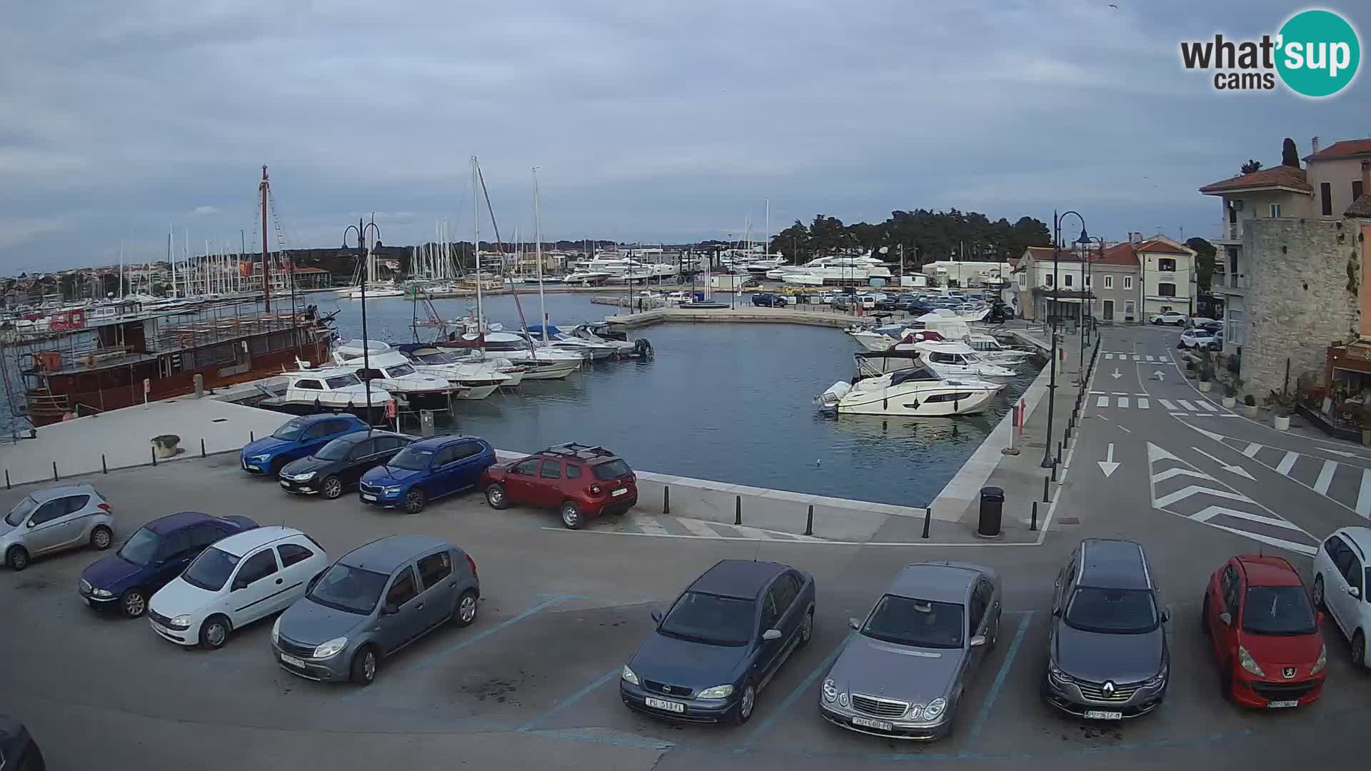 Novigrad | Porporela marina