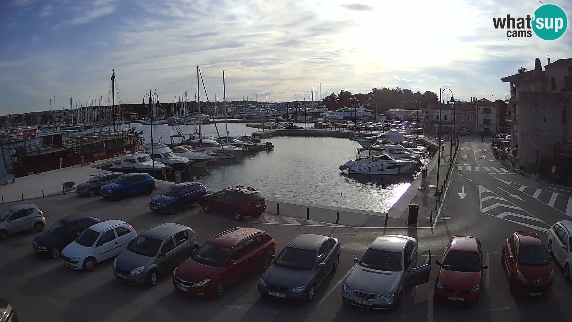 Novigrad | Porporela marina